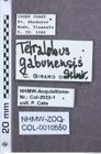 Etikette zu Tetralobus gabunensis (NHMW-ZOO-COL-0010550)